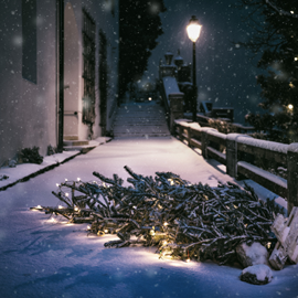 a fallen christmas tree